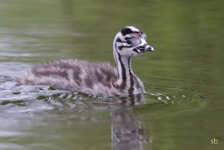 Haubentaucherkücken1.jpg