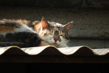 DSCF0501-bea-1024.jpg