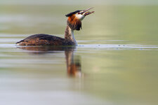 Haubentaucher_11.jpg Haubentaucher_11.jpg