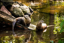 Otter.jpg