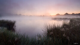 Maasduinen.jpg