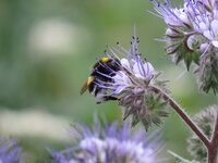 CanonSX50 HS Makro 1.jpg