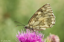 60er Makro Schmetterling.jpg