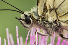 60er Makro Schmetterling 1.1.jpg