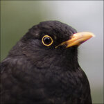 Amsel-5DSH0959.jpg