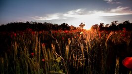 IMG_7427.jpg