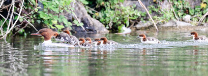 IMGL4279 (95 von 1).jpg