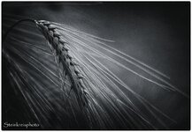 comp_Schwarz-Weiß ist Farbe genug - Gerste 2.jpg