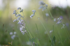 028_06. Juni 2015_85mm_AR6P0976.jpg