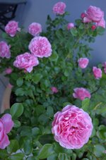DSC_2338_1.jpg