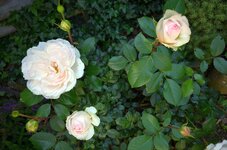 DSC_2344_1.jpg