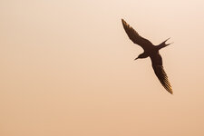 IMG_1056.jpg