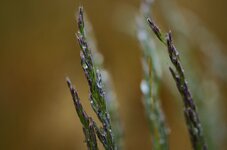 comp_grass.jpg