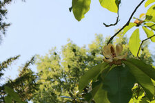 Blüte.JPG