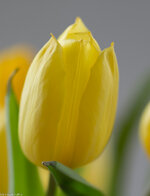 003_01. März 2015_85mm_AR6P7545.jpg