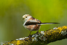 ah-2013-1-80.jpg ah-2013-1-80.jpg