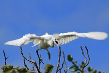 Schmuckreiher - Snowy egret (Egretta thula)2 (2).jpg