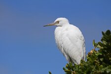 Schmuckreiher - Snowy egret (Egretta thula)1.jpg