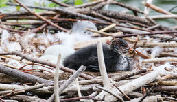 IMGL4279 (32 von 1).jpg