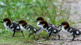 IMGL4279 (33 von 1).jpg