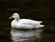 IMGL4279 (30 von 1).jpg