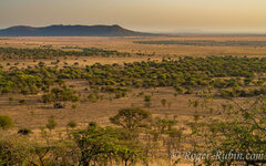 Serengeti1.jpg