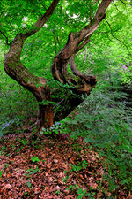 Baum 4.jpg