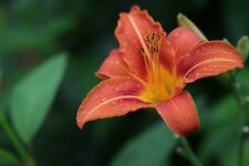 XS_Garten 008.jpg