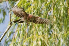 eichelhäher forum 3-2.jpg