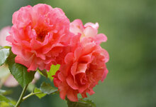 IMG_3271_DxO.jpg