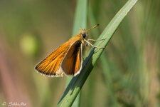 60er Makro Schmetterling a-2.jpg