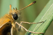 60er Makro Schmetterling a-3.jpg