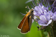 60er Makro Schmetterling a.jpg