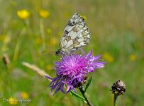 comp_DSC_5882_319.jpg