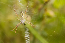 Wespenspinne--20150714-3056.jpg