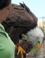 eagle2.jpg