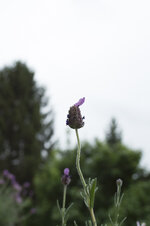 _IMG1132-2.jpg