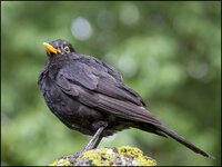 Amsel-645D-0400.jpg