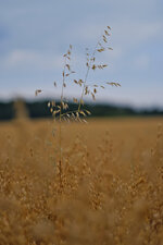 DSCF0027.jpg