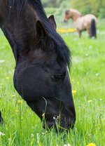 nb2_IMG_0263.jpg