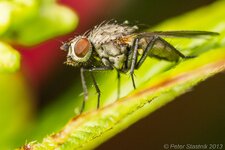 comp_EOS 60D-0133 - LR4.jpg