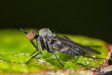 comp_EOS 60D-0164 - LR4.jpg
