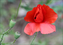 IMG_1474_web.jpg