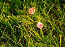DSC_0116.jpg