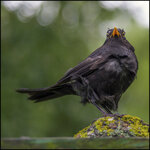 Amsel-645D-0368.jpg