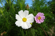 Blume 4.jpg