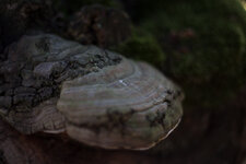 DSLR-Forum-50mmSTM (1 von 1)-4.jpg