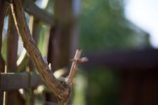 DSLR-Forum-50mmSTM (1 von 1)-5.jpg