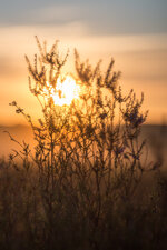 Mehlinger Heide, Pfalz-10.jpg