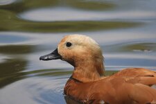 Ente-Hübsch.jpg